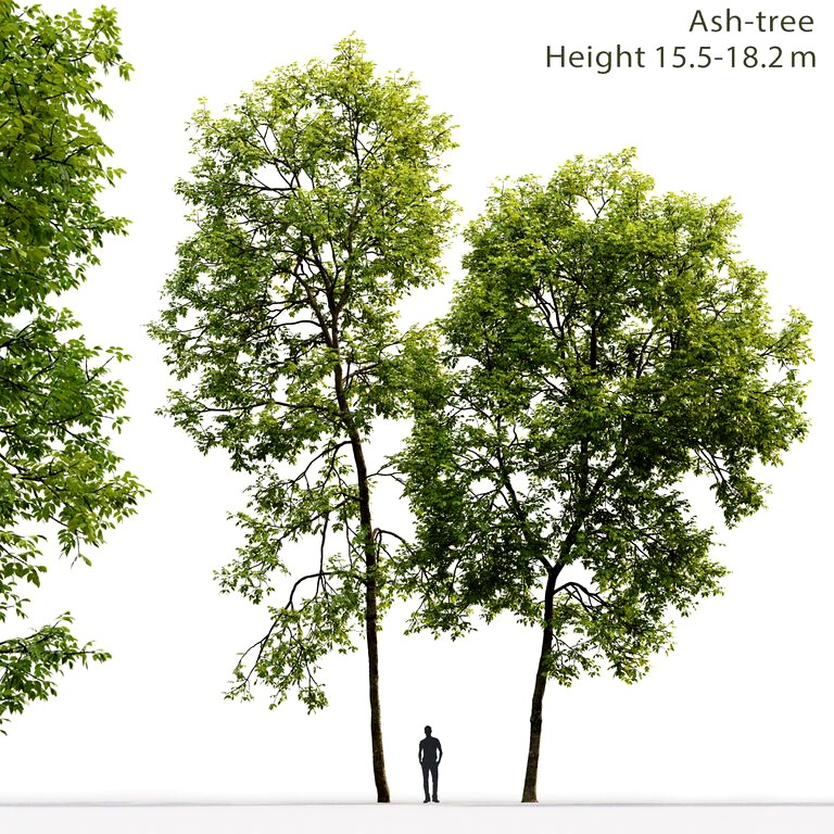 Ash-tree #2 (15.5-18.2m) (22382)