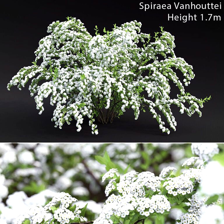 Spiraea Vanhouttei #1 (18880)