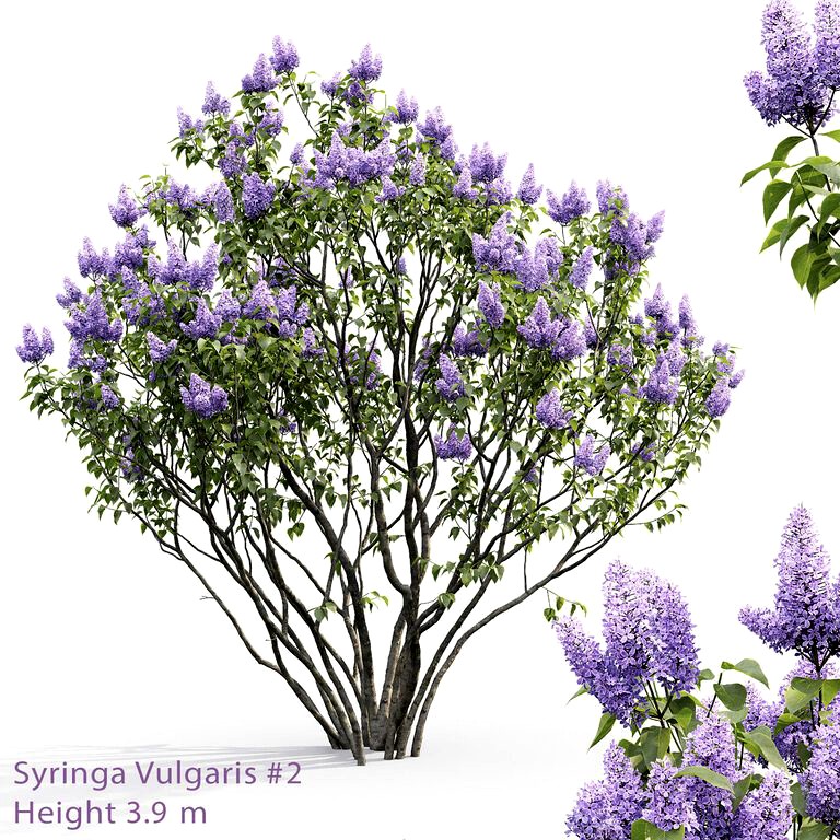 Lilac Bush Syringa vulgaris #2 (17838)
