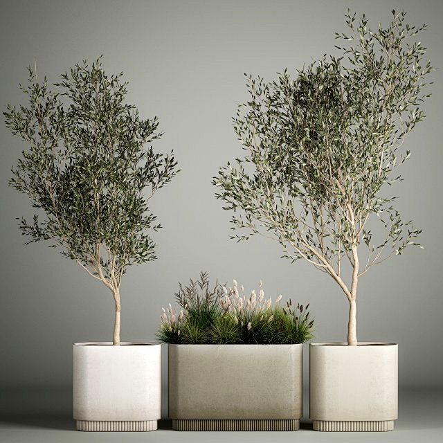 Decorative trees in concrete pots with bushes