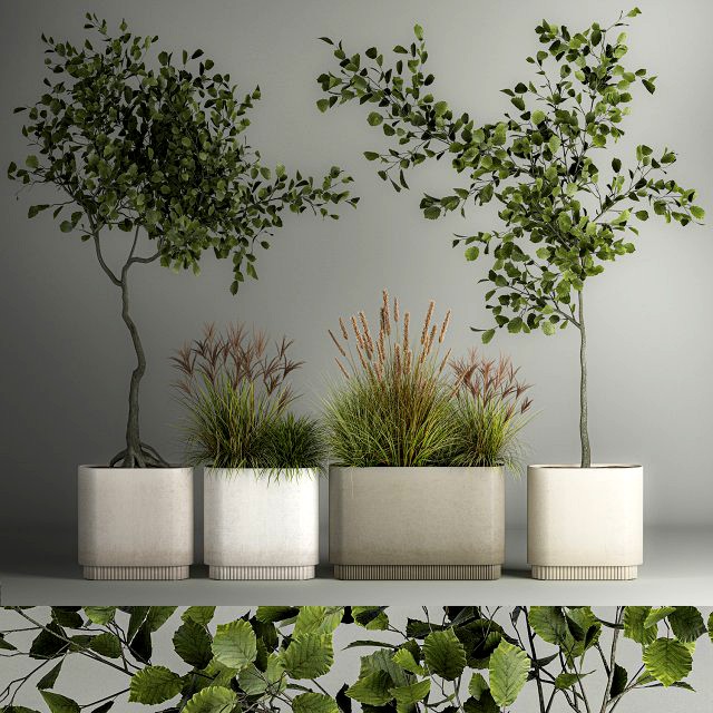 Decorative Trees In Concrete Pots For Landscaping