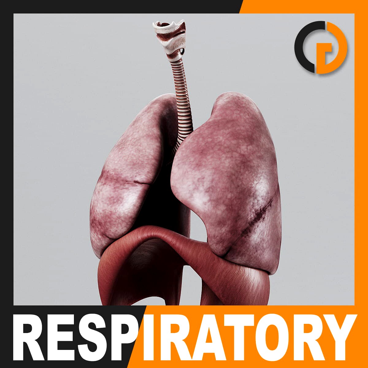 Human Respiratory System and Diaphragm - Anatomy
