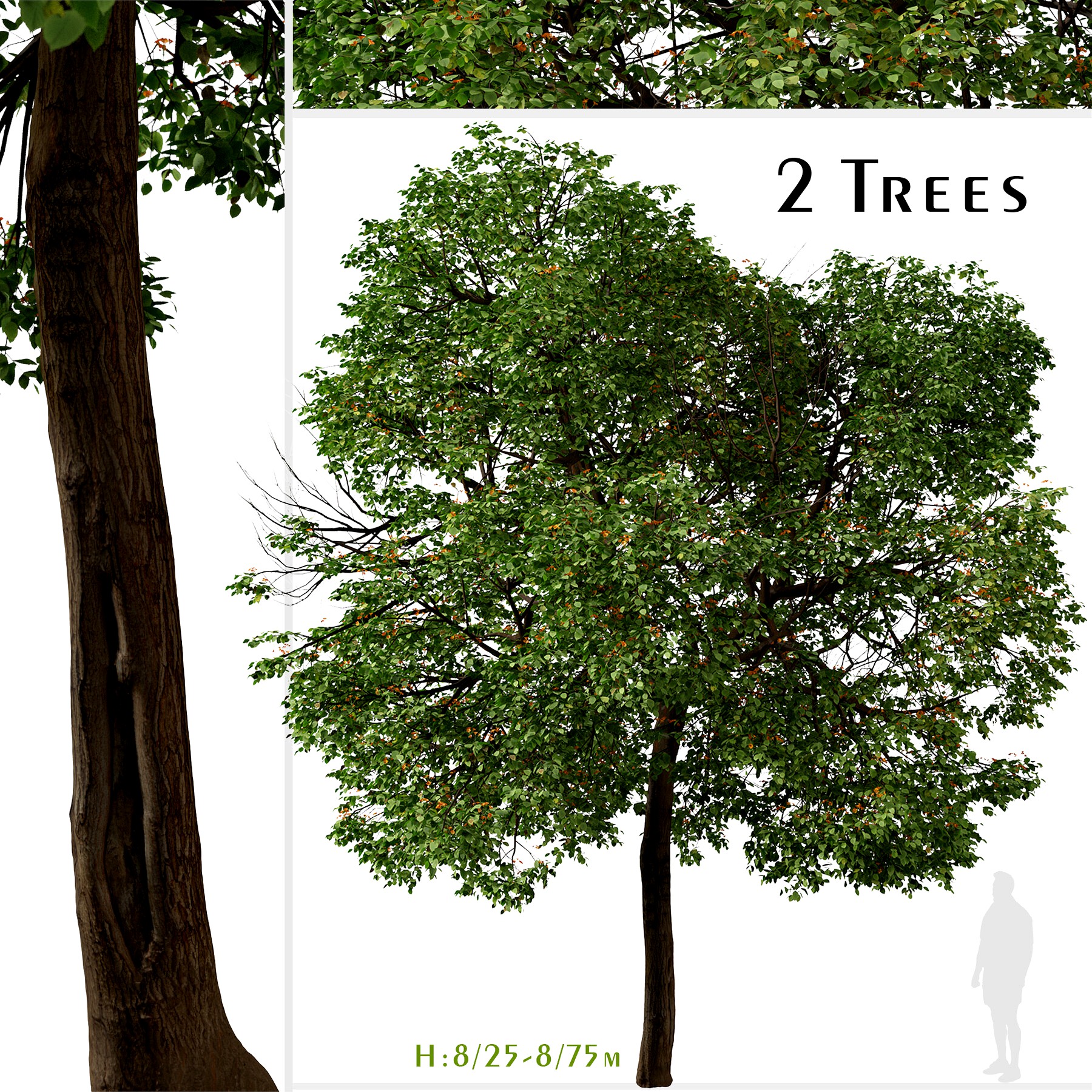 Set of Cordia sebestena Tree ( Geiger tree ) (2 Trees) ( 3Ds MAX - Blender - Unreal Engine - Cinema4D - FBX - OBJ )