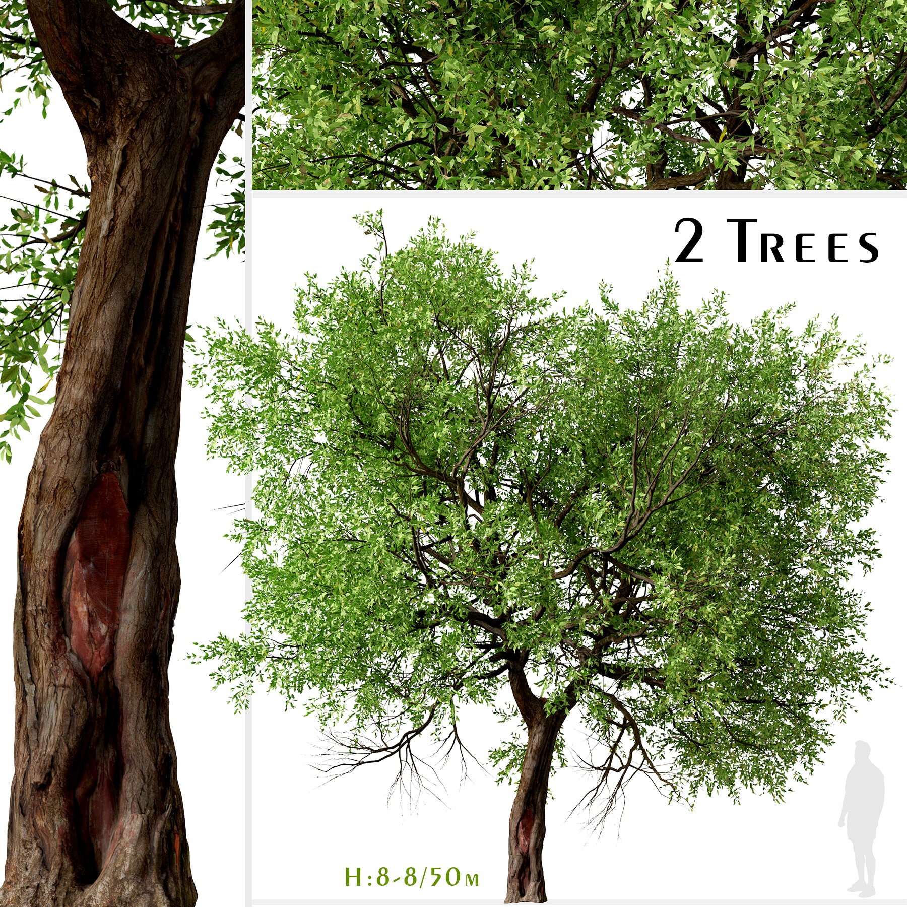 Set of Maclura pomifera Tree ( Osage orange ) (2 Trees) ( 3Ds MAX - Blender - Unreal Engine - Cinema4D - FBX - OBJ )