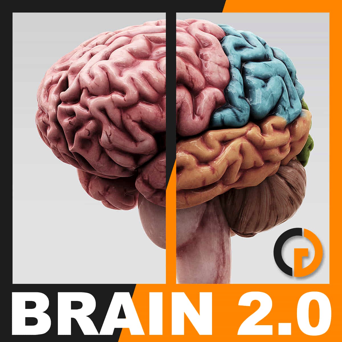 Human Brain 2.0 - Anatomy