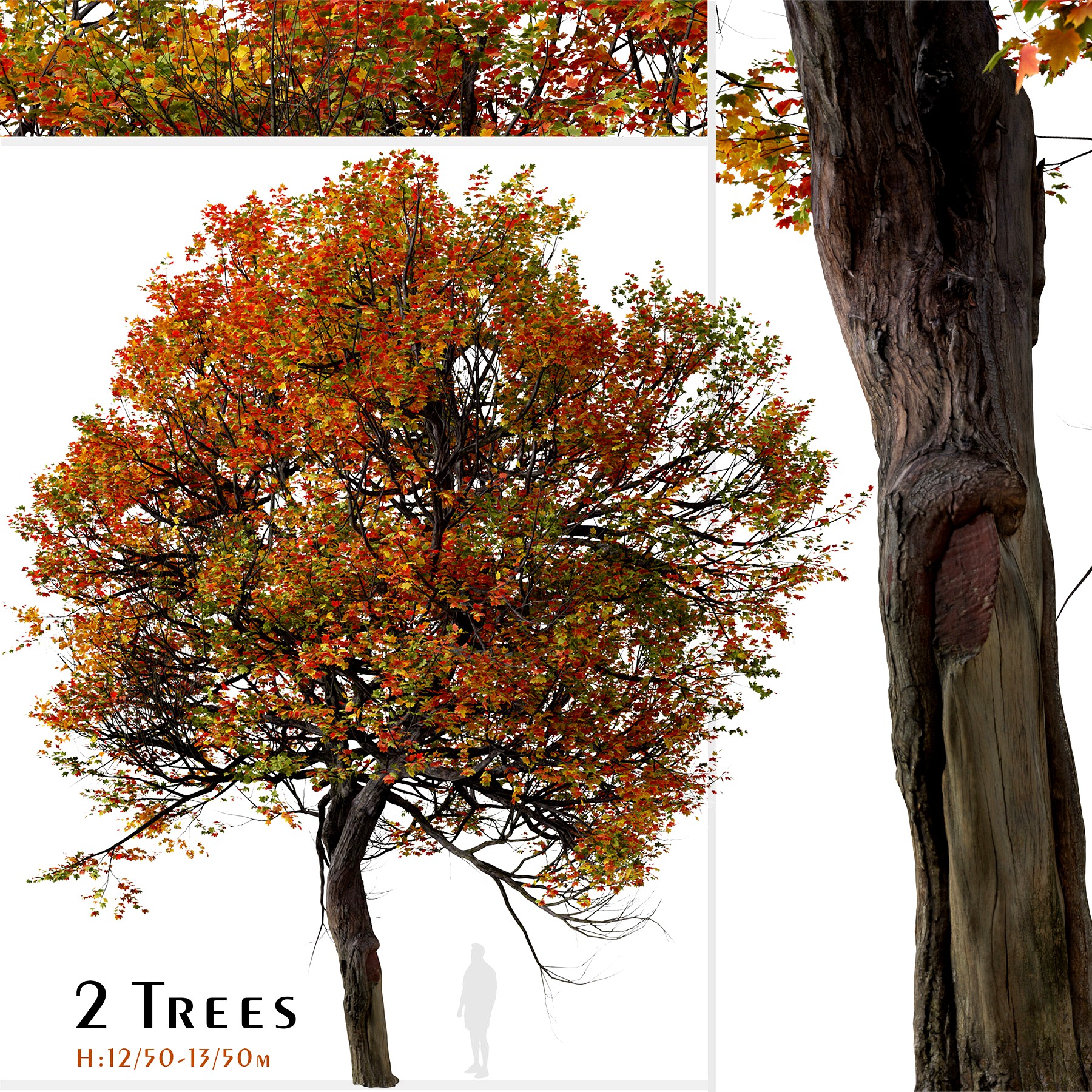 Set of Acer miyabei Tree ( Miyabe maple ) ( 2 Trees ) ( 3Ds MAX - Blender - Unreal Engine - Cinema4D - FBX - OBJ )