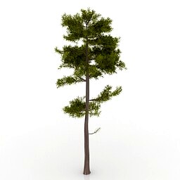 Resource-Interior-Pine tree