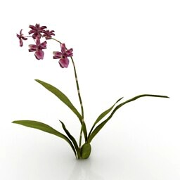 Resource-Interior-Exterior-Flower Wildcat Orchid