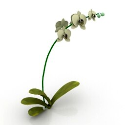 Resource-Interior-Exterior-Flower Phalaenopsis Orchid