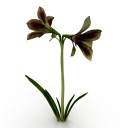 Resource-Interior-Exterior-Flower Amaryllis Papillio