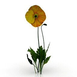 Resource-Interior-Exterior-Flower Iceland Poppy