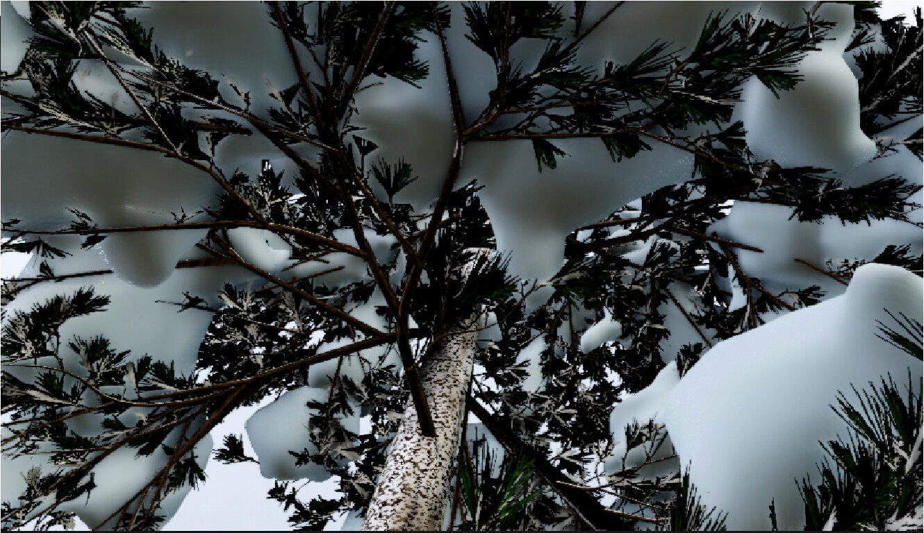 Tree_Pinus-ponderosa_winter