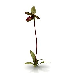 Resource-Interior-Exterior-Flower Garnet Orchid