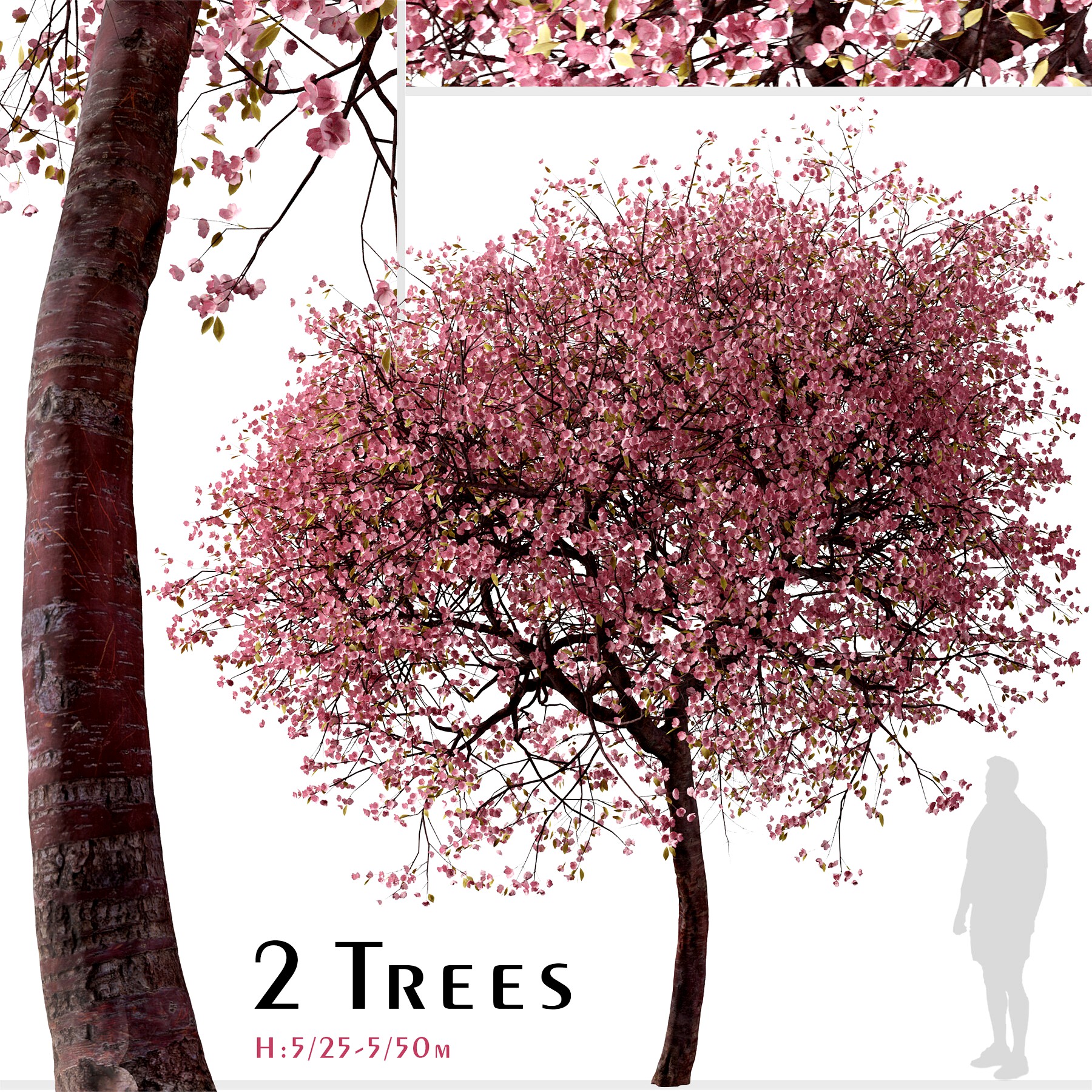 Set of Kwanzan Cherry Tree (Prunus lannesiana) (2 Trees) ( 3Ds MAX - Blender - Unreal Engine - Cinema4D - FBX - OBJ )