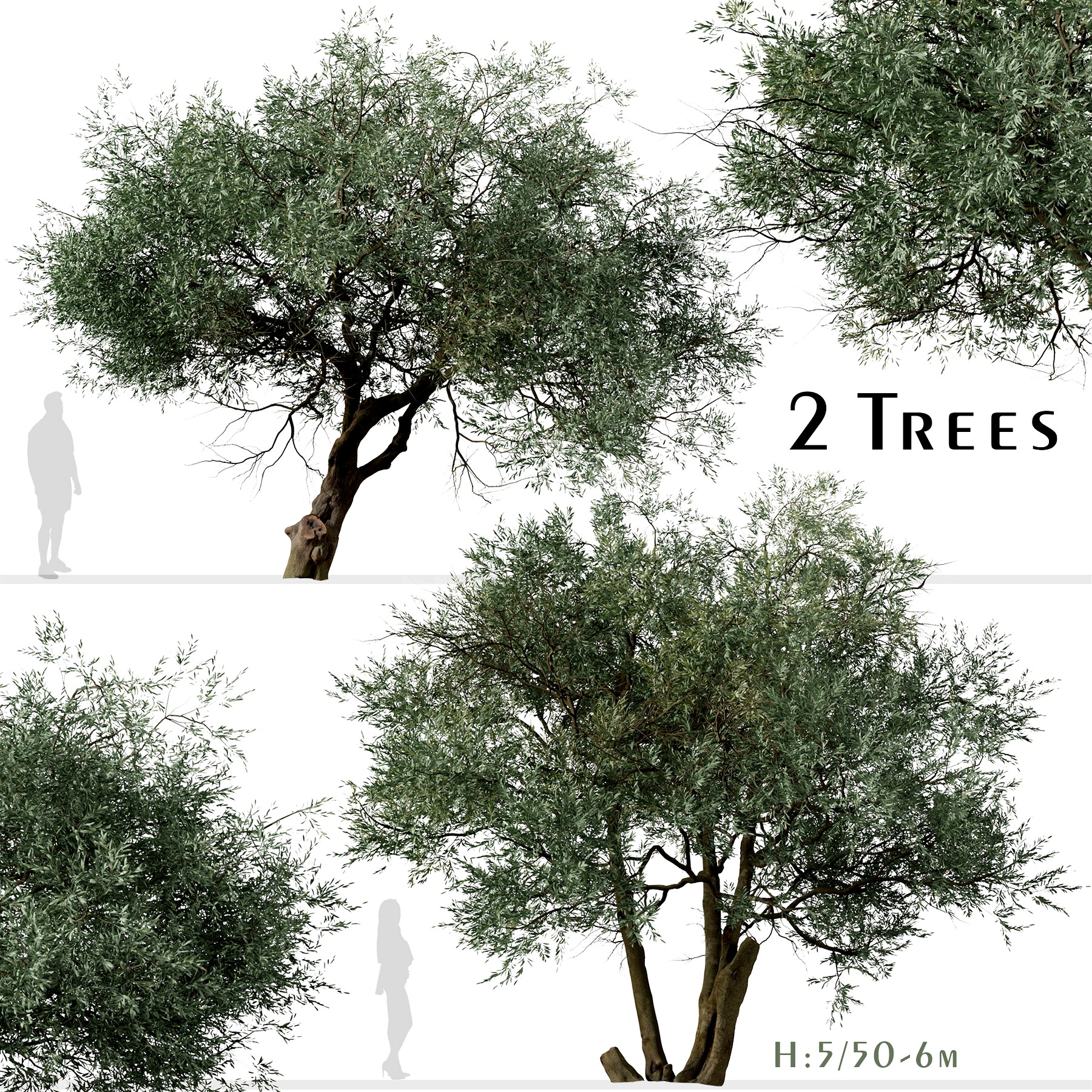 Set of Koroneiki Olive Tree ( Olea europaea ) ( 2 Trees ) ( 3Ds MAX - Blender - Unreal Engine - Cinema4D - FBX - OBJ )