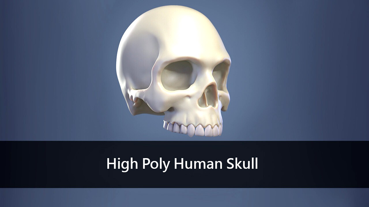 High Poly Human Skull
