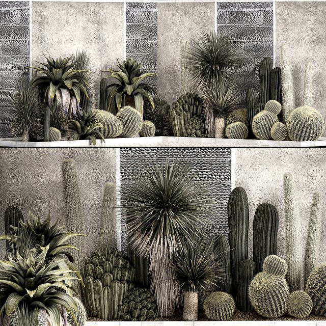 Collection Of Tropical Desert Plants 1126