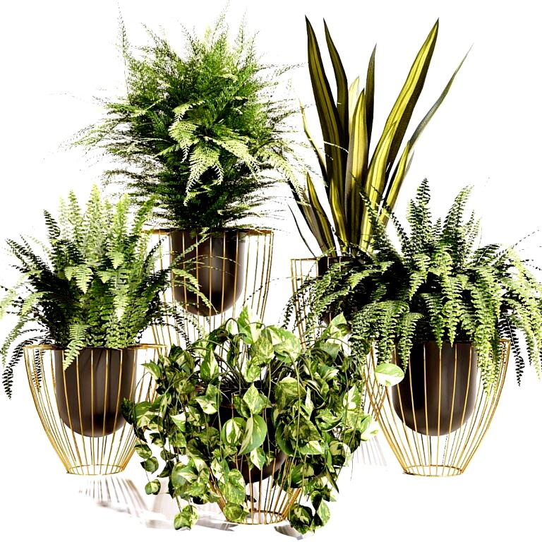 Indoor Plants Set Vol 03 (336122)