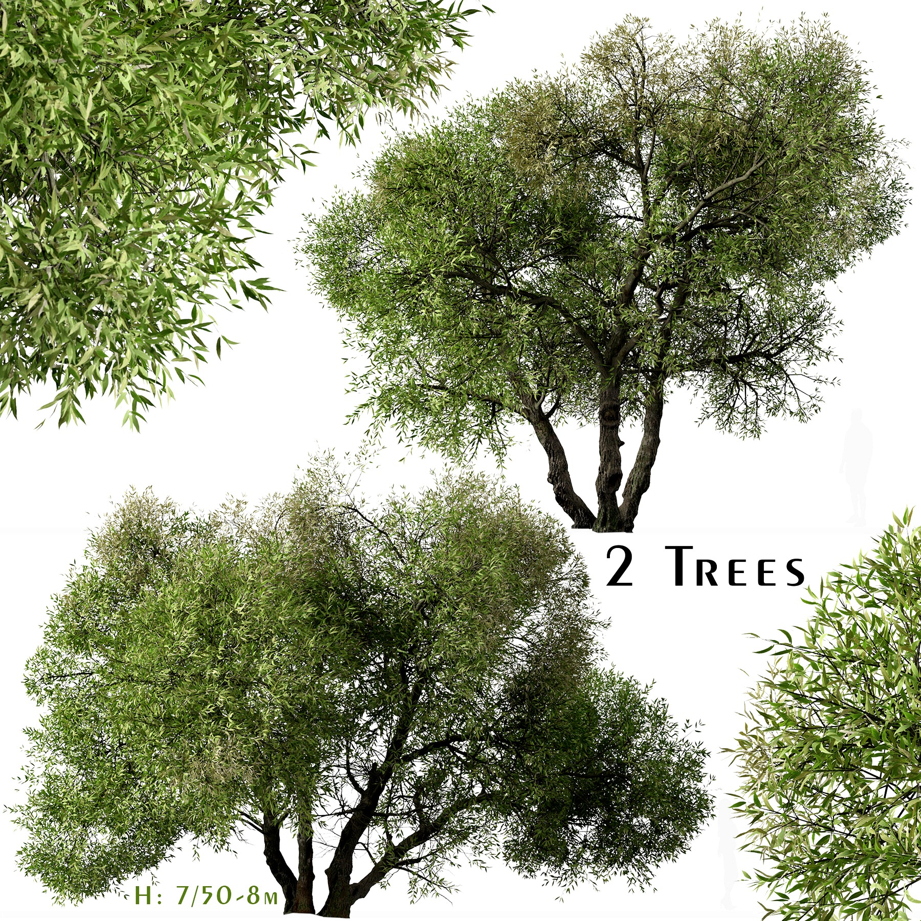 Set of Salix lasiolepis Tree (Arroyo willow) (2 Trees)