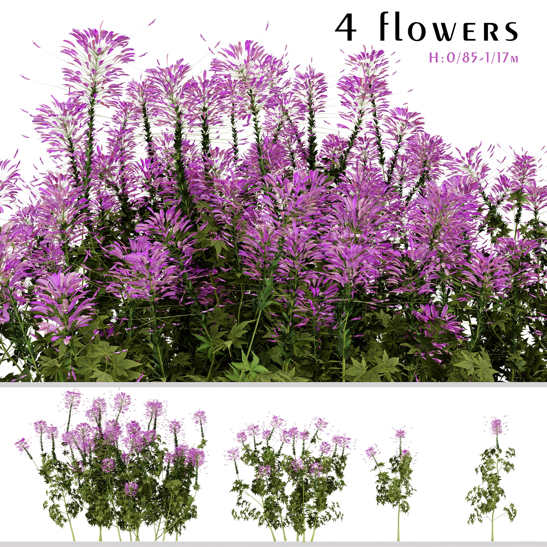 Set of Pink Spiny Spider flower Plants (Cleome spinosa) (2 Plants)