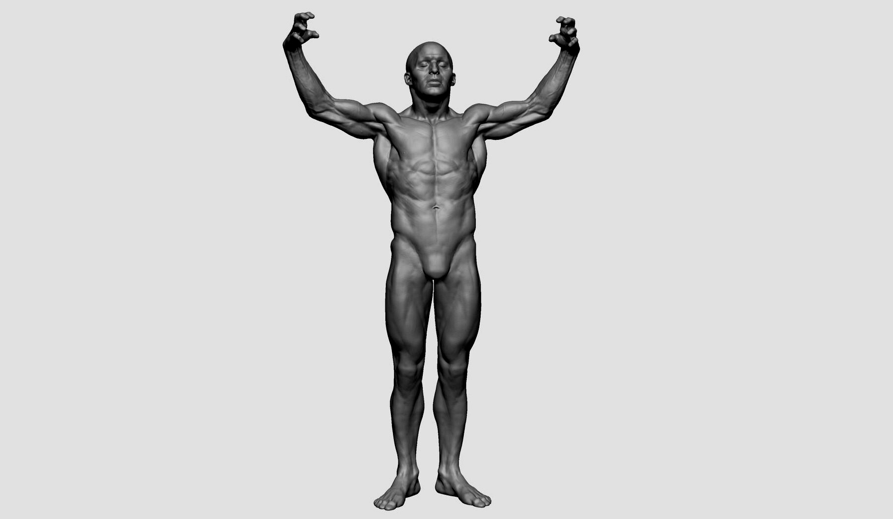 Male Anatomy Printable v2