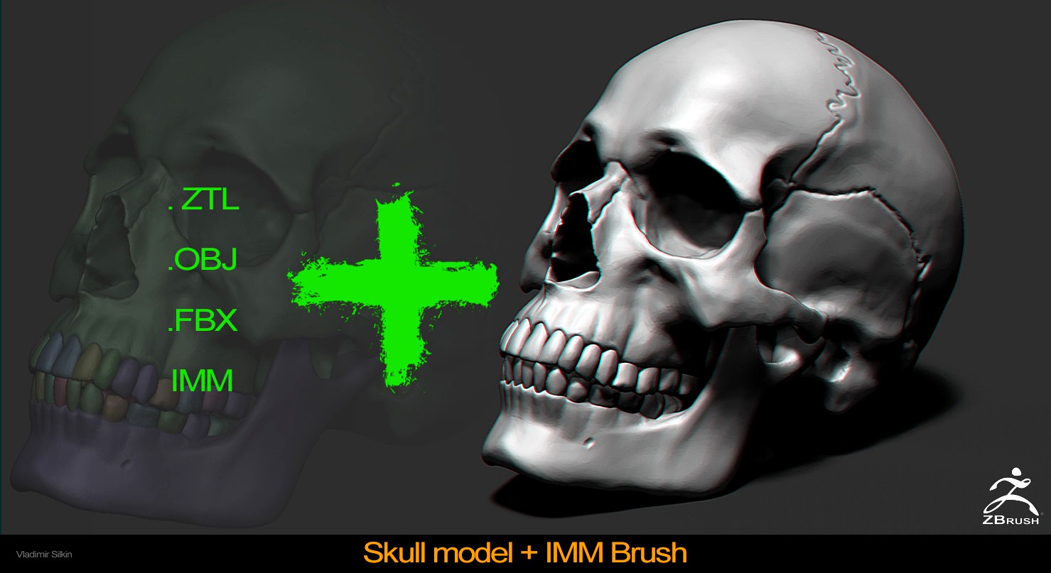 Skull Model IMM Brush
