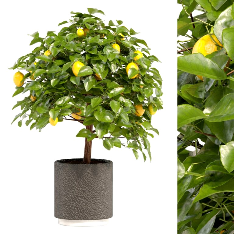 Small Lemon Tree (336224)