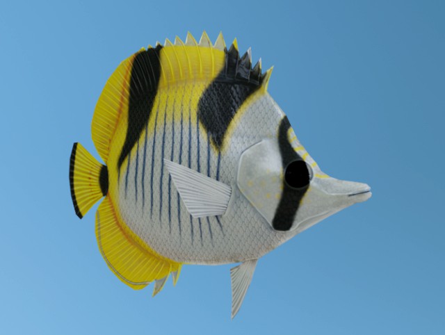 Butterflyfish