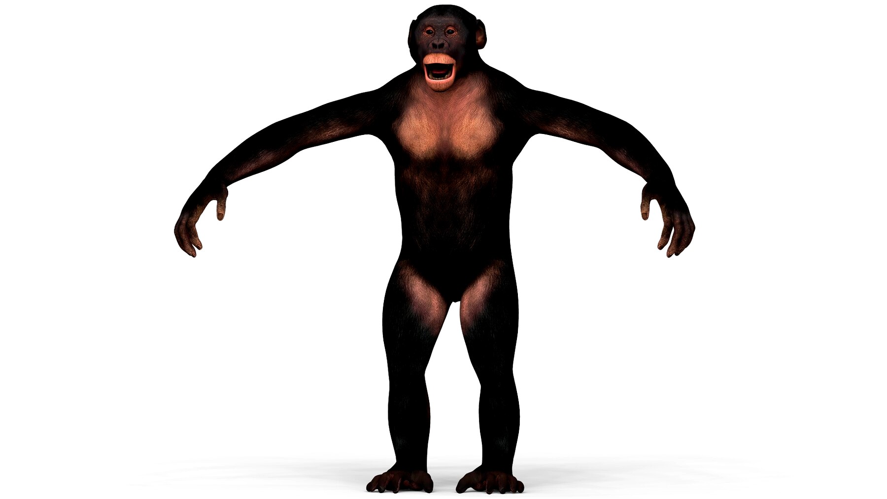 Chimpanzee