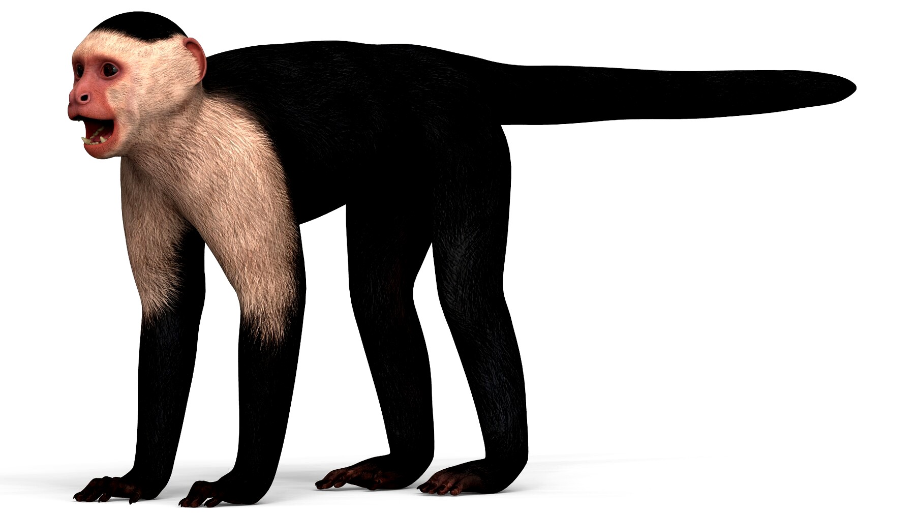 Capuchin Monkey