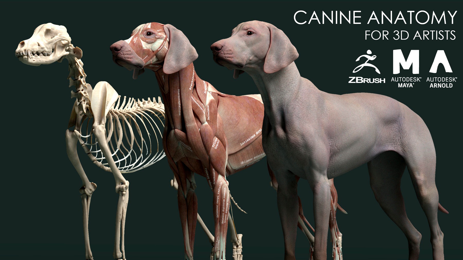 Canine Anatomy Model