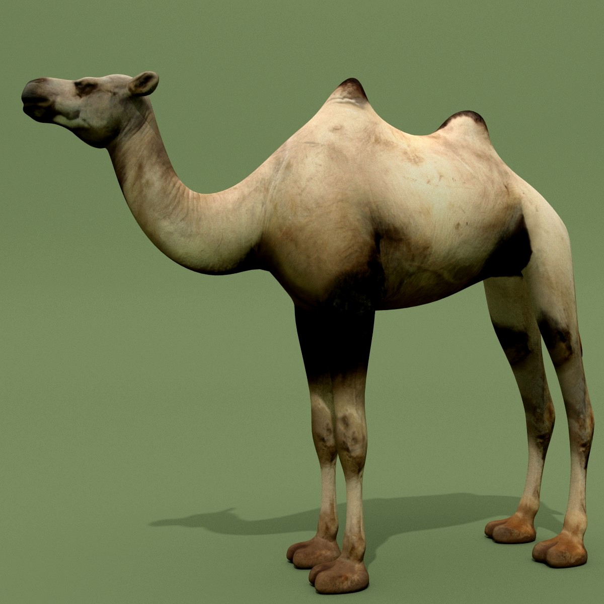 LowPoly Camel