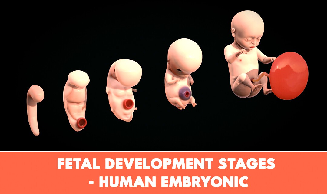 Fetal Development Stages - Human embryonic