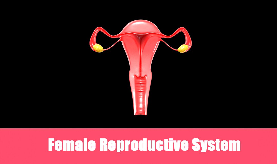 Female Reproductive System
