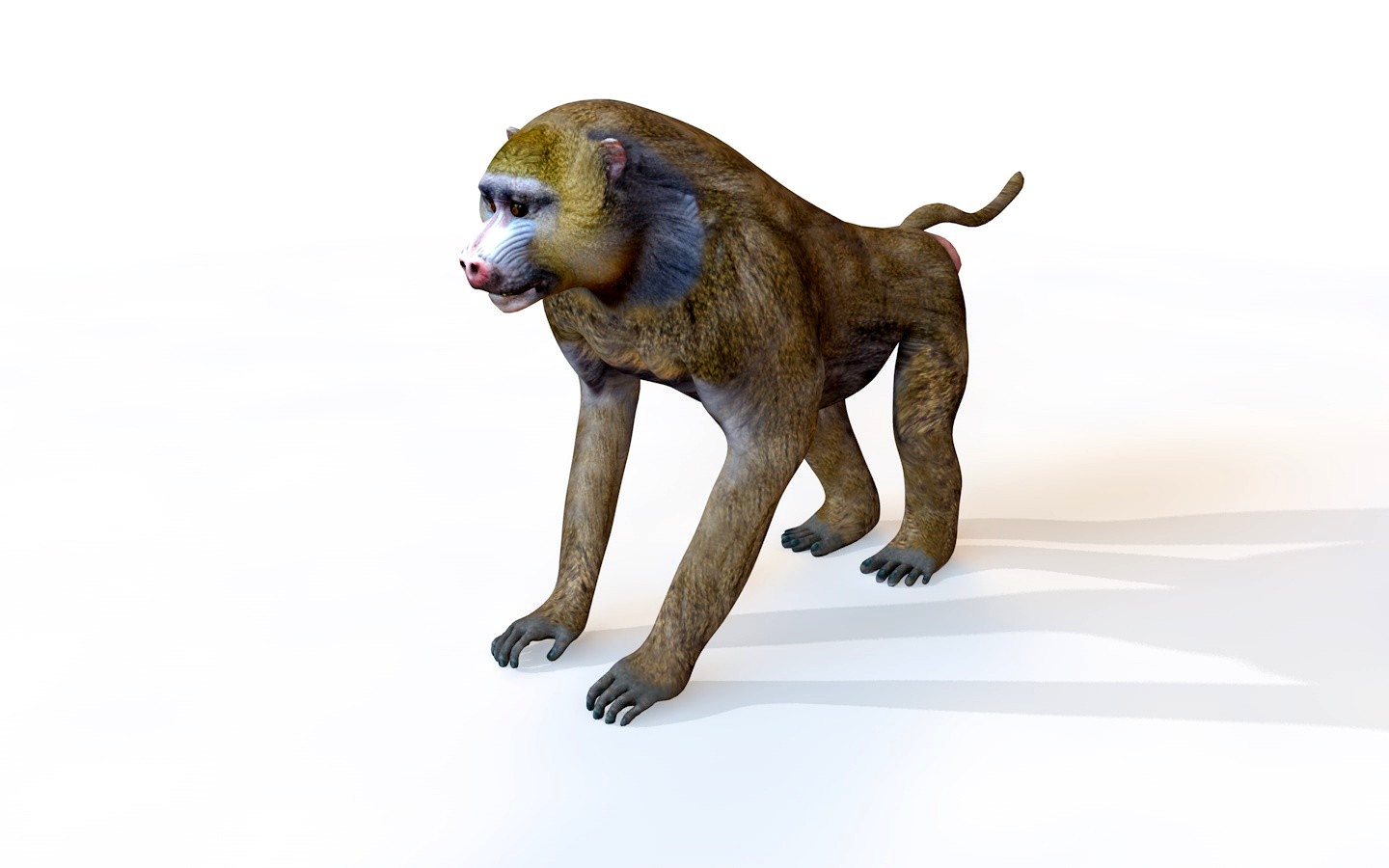 Baboon 3D Model