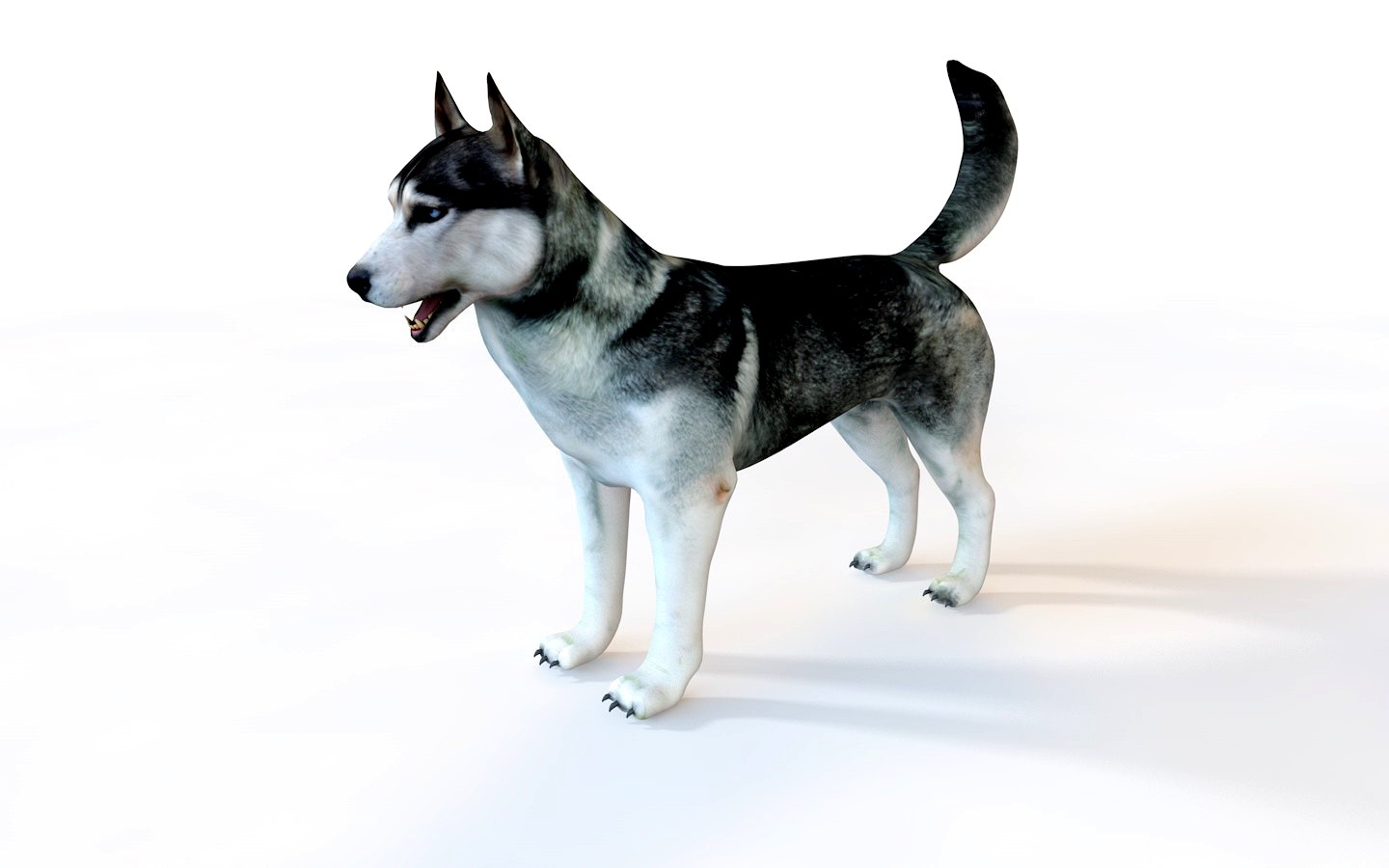 Husky 3D Model