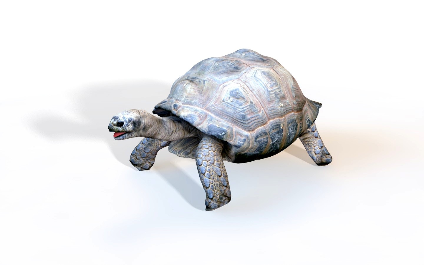 Tortoise 3D Model