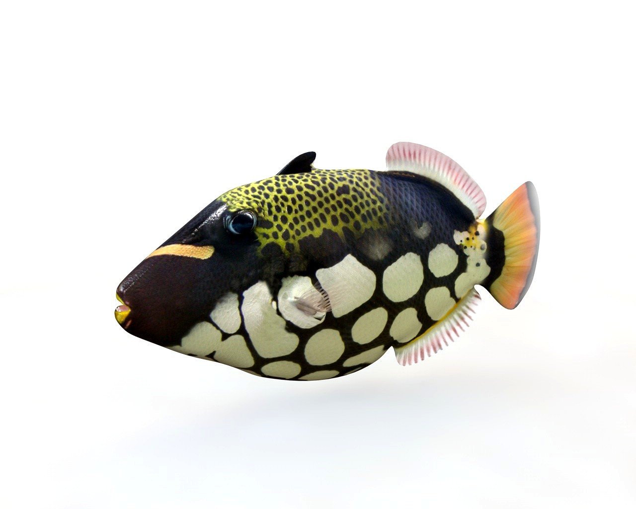 Clown Trigger fish 3D Model