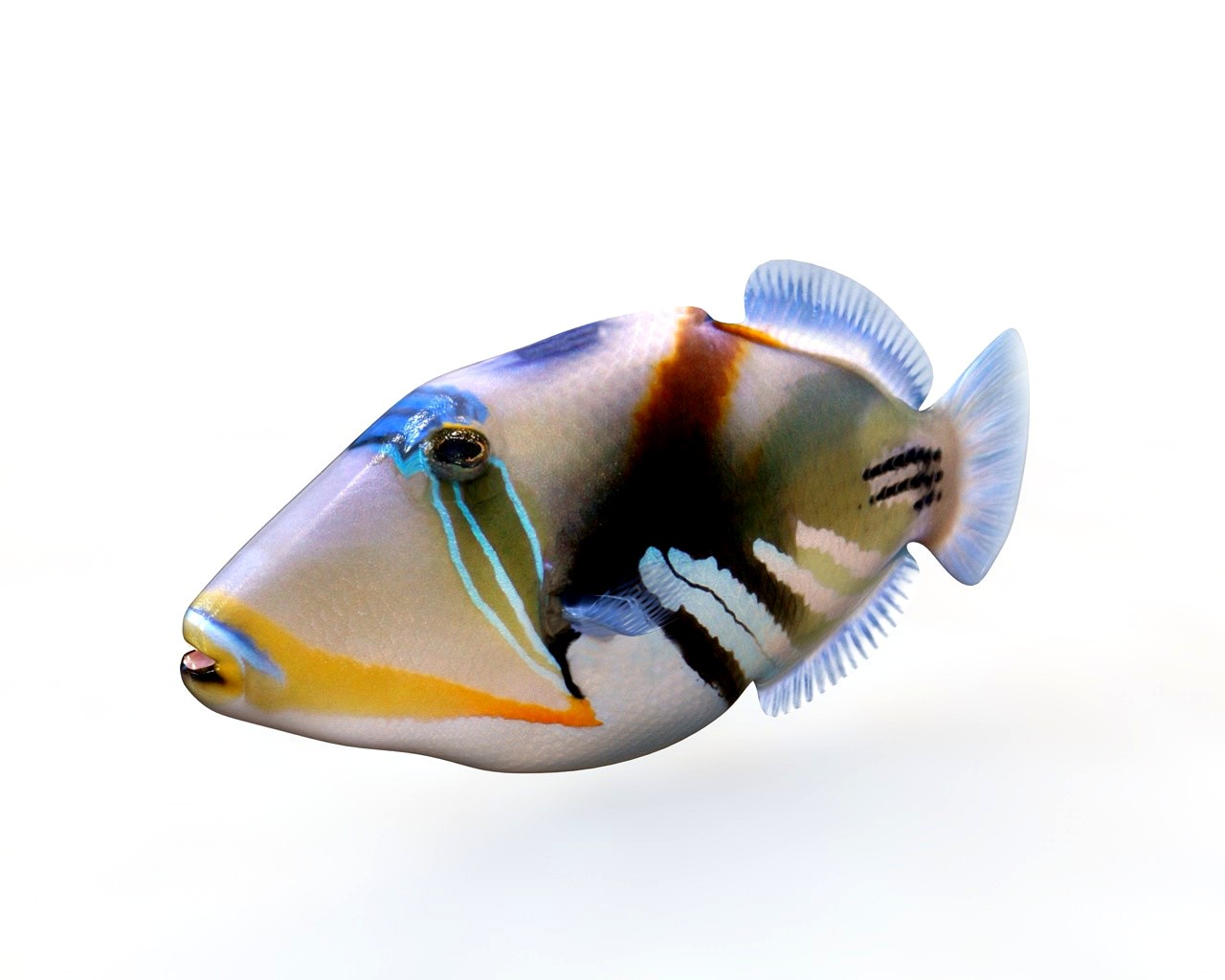 Reef Triggerfish 3D Model