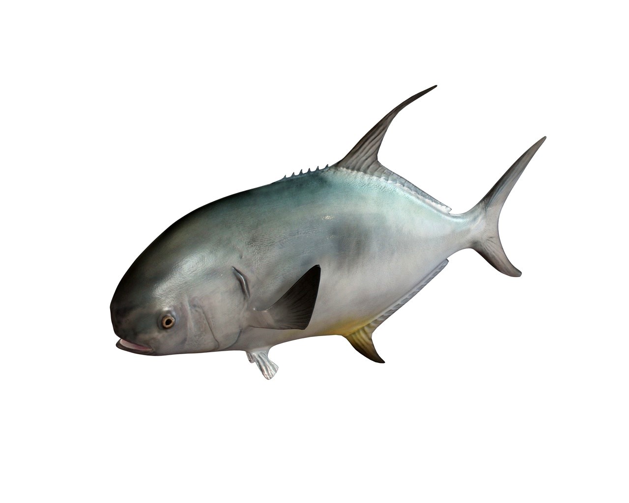 Permit 3D Model