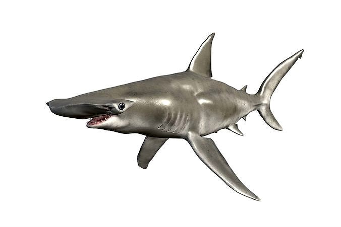 Hammerhead Shark