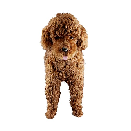 Toy Poodle brown dog puppy