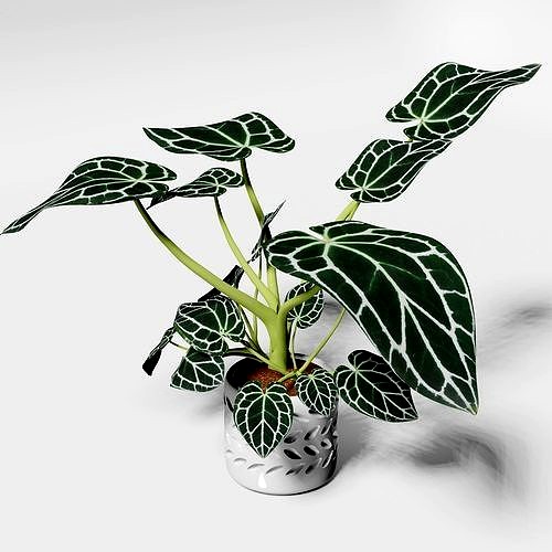 Anthurium Rioclarense caladium
