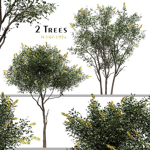 Set of Argyrocytisus Battandieri or Moroccan broom Trees
