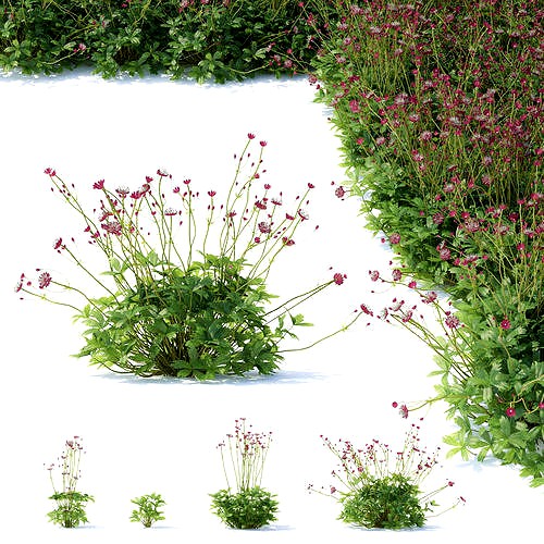 Astrantia major ruby cloud