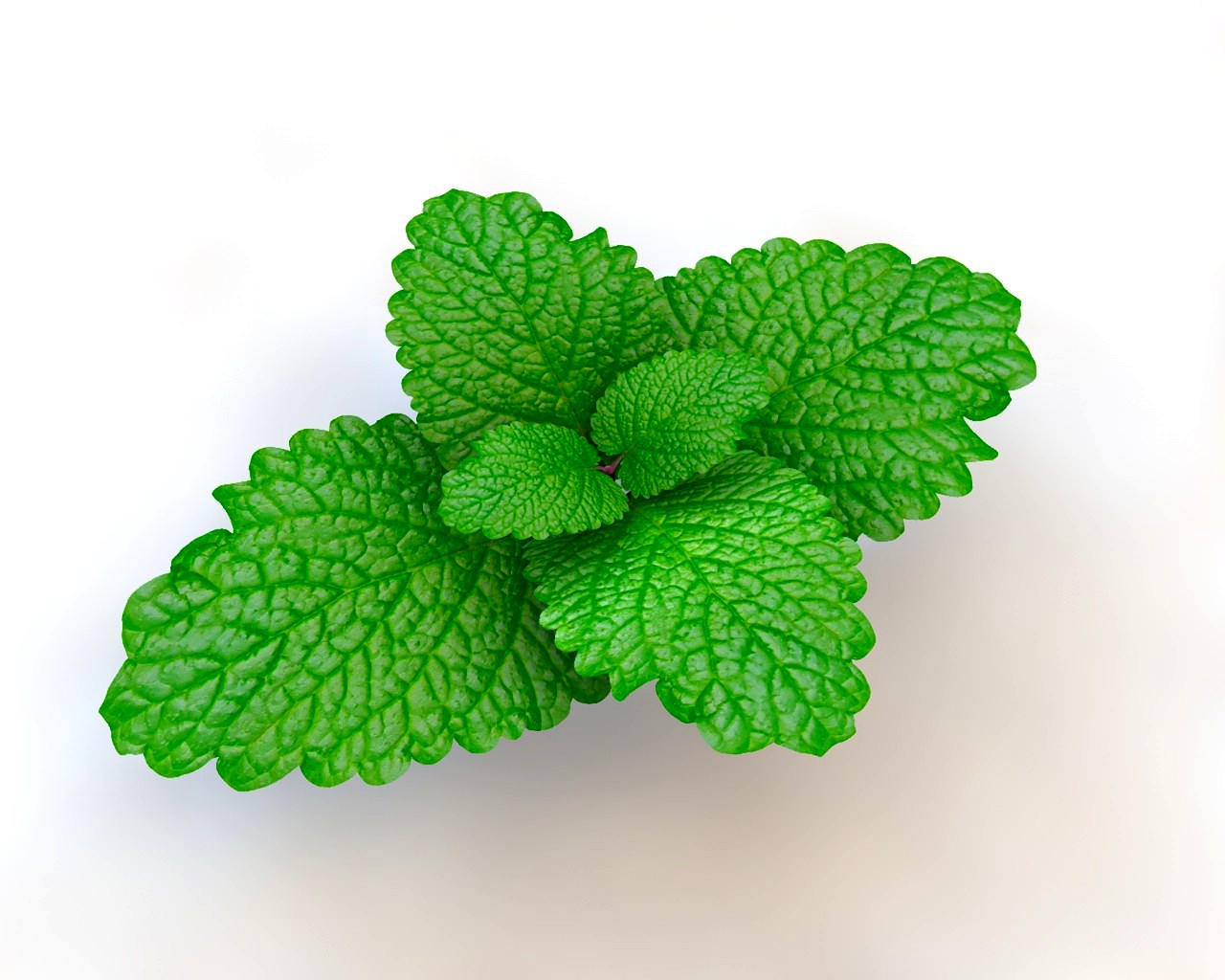 Mint 3D Model