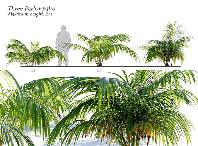 Parlor Palm