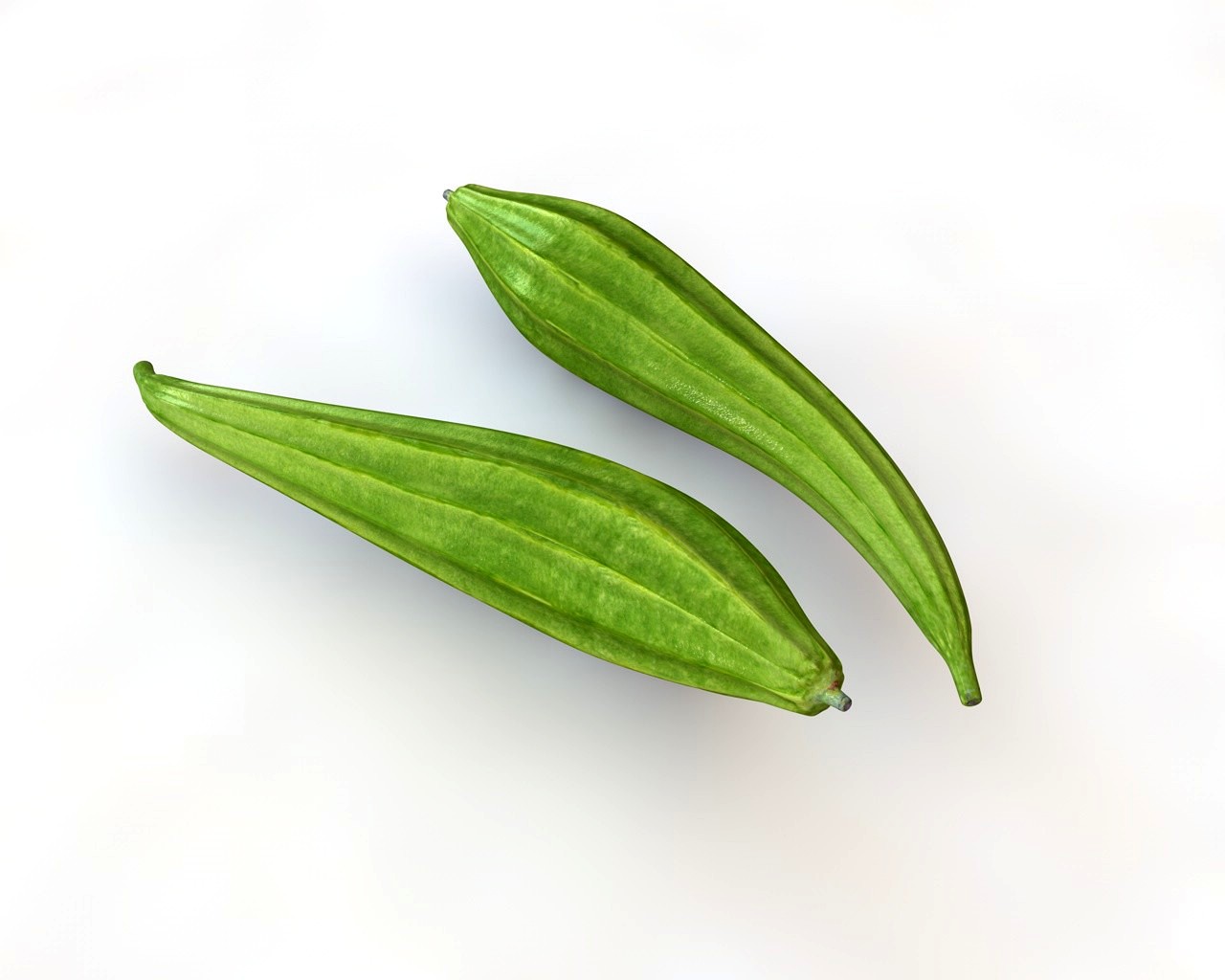 Ridge Gourd 3D Model