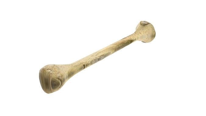 Human Bone