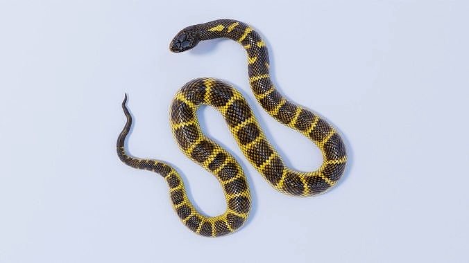 Rigged Tiger Snake